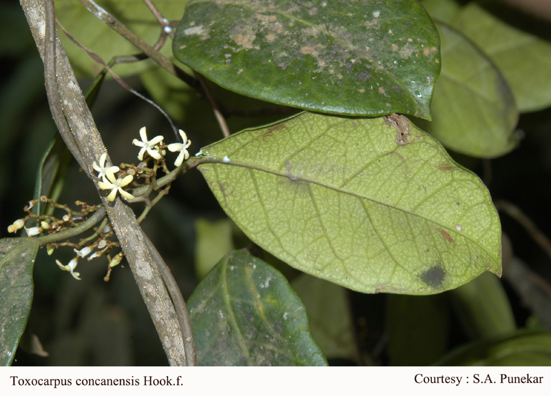 Toxocarpus concanensis Hook.f. (1)